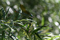 Calopteryx virgo